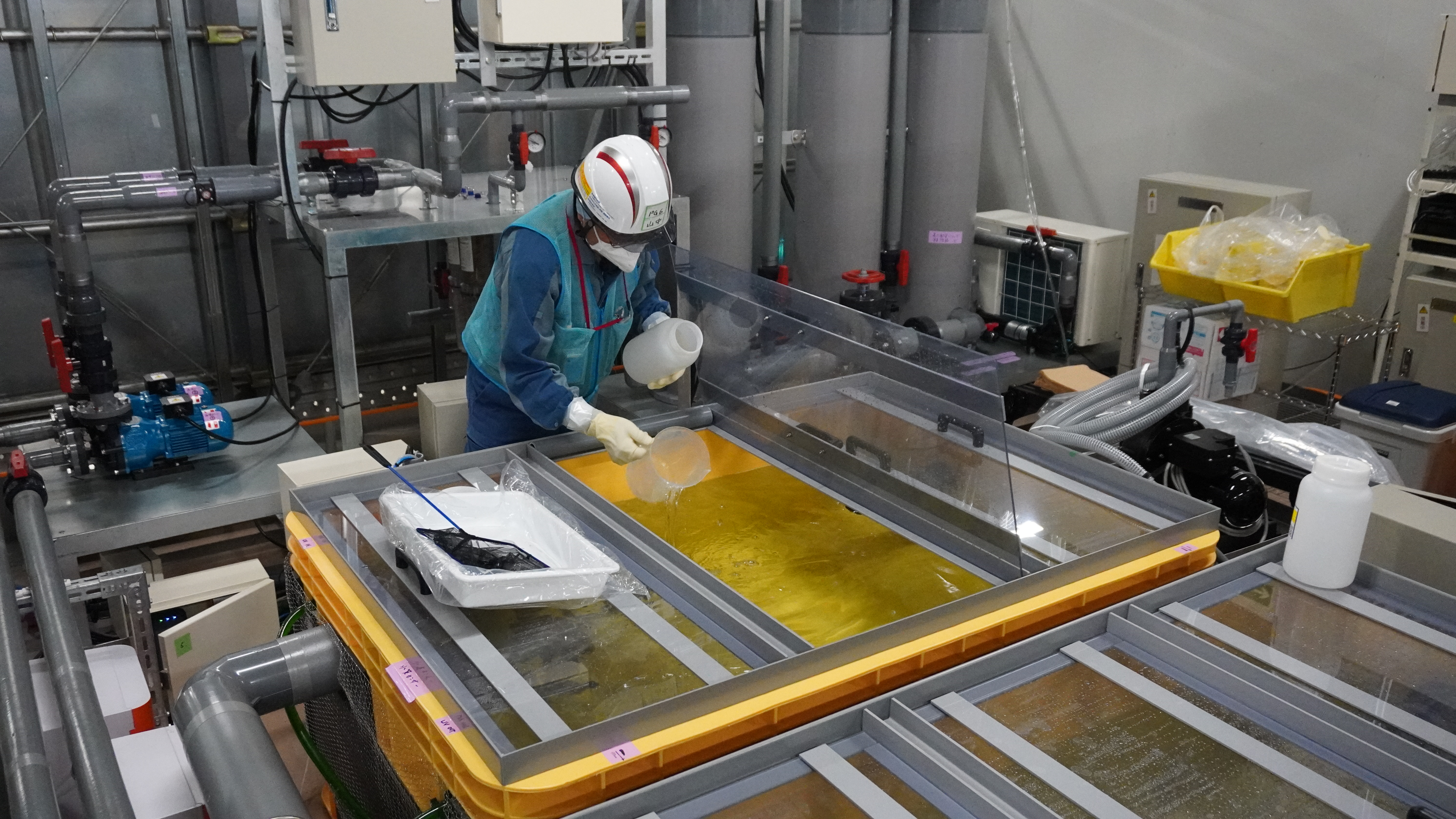 Start of flounder rearing test
