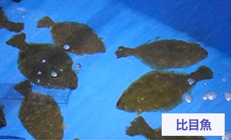 左口魚