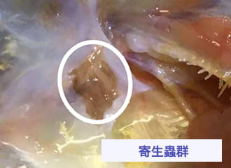 寄生蟲群體