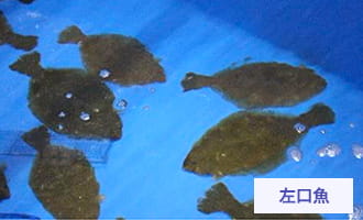 比目魚