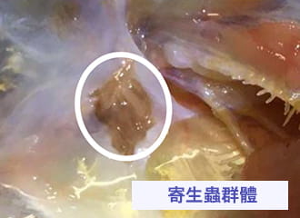 寄生蟲群