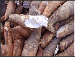 Cassava