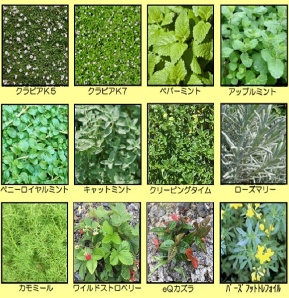 主な植栽植物