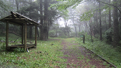 除草前の様子[2015年９月１日撮影]