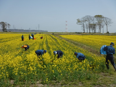 迷路づくりの様子[2018年4月21日撮影]