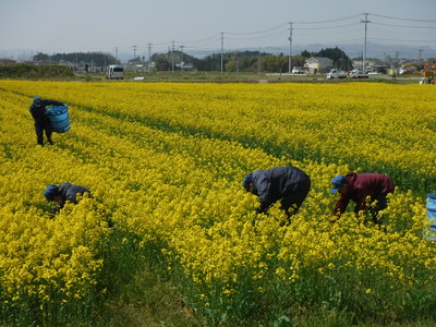 迷路づくりの様子[2018年4月21日撮影]